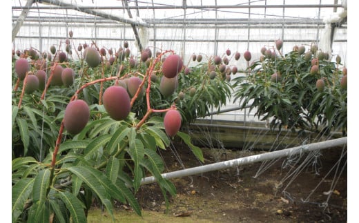 【2026年6月より順次発送】【先行予約】赤秀アーウィンマンゴー 3～4玉(約1.5kg)(化粧箱)｜沖縄県 豊見城市 マンゴー アーウィンマンゴー フルーツ 果物 くだもの おきなわマンゴー ギフト 贈り物 化粧箱入り 先行予約(AE003)