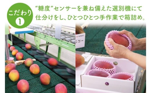 【2026年8月より順次発送】★訳あり★キーツマンゴー 2～6玉(約2kg)【白箱】ご家庭用｜訳あり わけあり 訳アリ キーツマンゴー マンゴー キーツ フルーツ 先行予約 果物 くだもの おきなわマンゴー 家庭用 沖縄県 豊見城市(AE016)