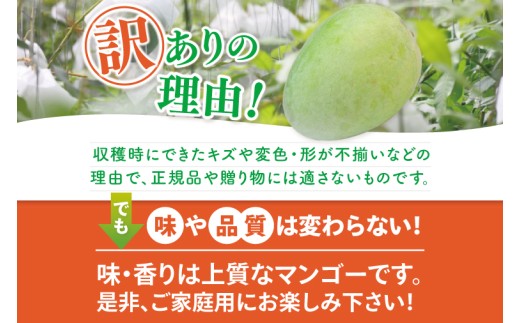 【2026年8月より順次発送】★訳あり★キーツマンゴー 2～6玉(約2kg)【白箱】ご家庭用｜訳あり わけあり 訳アリ キーツマンゴー マンゴー キーツ フルーツ 先行予約 果物 くだもの おきなわマンゴー 家庭用 沖縄県 豊見城市(AE016)