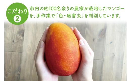 【2026年6月より順次発送】【先行予約】アーウィンマンゴー 3～6玉(約1.5kg)【白箱】 ご家庭用｜マンゴー アーウィンマンゴー アーウィン フルーツ 果物 くだもの おきなわマンゴー おきなわ 沖縄県 豊見城市 家庭用(AE012)