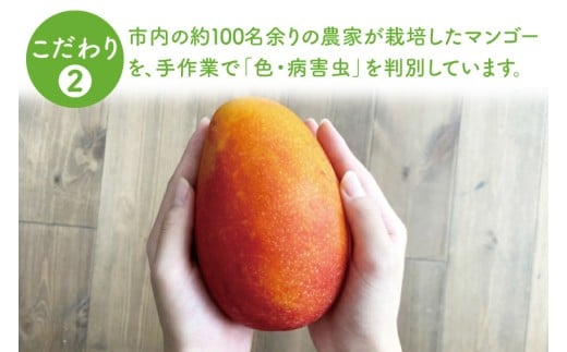 【2026年6月より順次発送】【先行予約】★訳あり★アーウィンマンゴー 3～5玉(約2kg)【白箱】 ご家庭用｜マンゴー アーウィンマンゴー アーウィン フルーツ 果物 くだもの おきなわマンゴー おきなわ 沖縄県 豊見城市 家庭用(AE011)