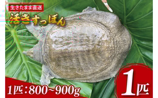 【生きたまま直送】活きすっぽん 1匹 800g～900g｜すっぽん スッポン 養殖 コラーゲン コラーゲンたっぷり 低カロリー 美容 健康 １匹 送料無料 豊見城市産 沖縄県(CS001)