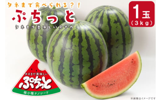 タネまで食べられる？！ タネまで美味しいスイカ「ぷちっと」約3kg（1玉）｜沖縄 沖縄県 豊見城市 ふるさと納税 果物 スイカ フルーツ すいか 送料無料(CI001)