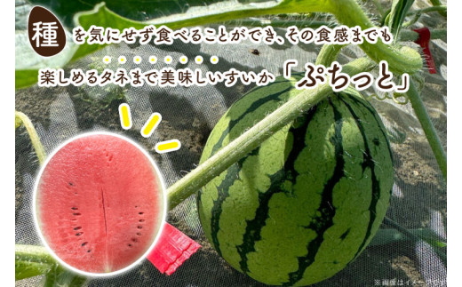 ã¿ããŸã§é£ã¹ãããïŒïŒ ã¿ããŸã§çŸå³ããã¹ã€ã«ãã·ã¡ã£ãšãçŽ3kgïŒ1çïŒïœæ²çž æ²çžç è±èŠååž ãµãããšçŽçš æç© ã¹ã€ã« ãã«ãŒã ããã éæç¡æ(CI001)