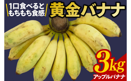 黄金バナナ（アップルバナナ）約3kg(CF001-1)