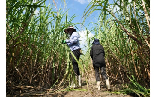 ãŠãŒãžæãã·ã«ã¯ã·ãã©ã³ã·ã§ãŒã«ïŒAI036ïŒ