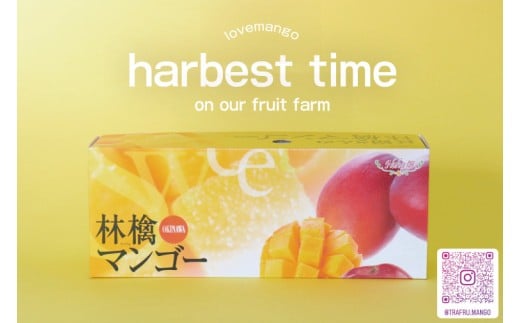 【2026年8月より順次発送】稀少プレミアム！！豊見城市産キーツマンゴー 約1.5kg(2～3玉)｜マンゴー キーツマンゴー フルーツ 果物 くだもの 先行予約 沖縄 おきなわ 沖縄県 豊見城市(BV001-1)