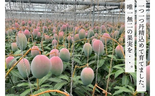 【2026年8月より順次発送】稀少プレミアム！！豊見城市産キーツマンゴー 約1.5kg(2～3玉)｜マンゴー キーツマンゴー フルーツ 果物 くだもの 先行予約 沖縄 おきなわ 沖縄県 豊見城市(BV001-1)