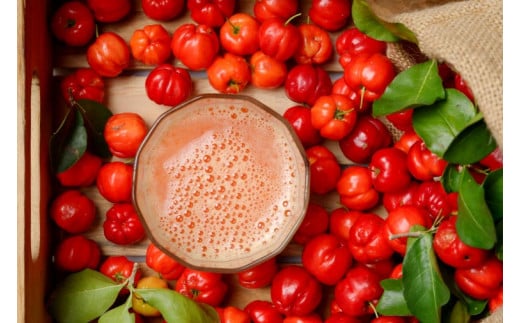 アセロラ100 ストレート100%ジュース(500ml×6本)｜アセロラ フルーツ 果物 くだもの アセロラジュース ジュース フルーツジュース ストレート 果汁 沖縄県 おきなわ 豊見城市(AD002-1)