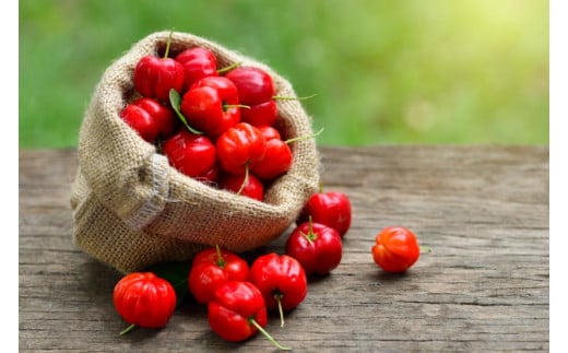 アセロラ100 ストレート100%ジュース(500ml×6本)｜アセロラ フルーツ 果物 くだもの アセロラジュース ジュース フルーツジュース ストレート 果汁 沖縄県 おきなわ 豊見城市(AD002-1)