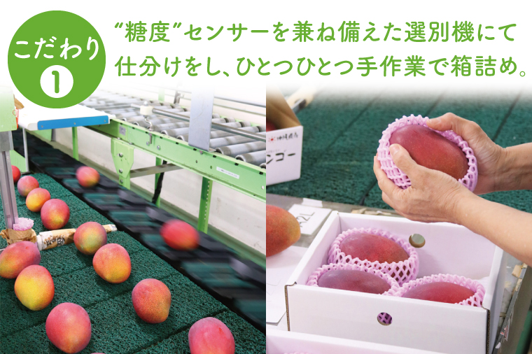 【2026年6月より順次発送】【先行予約】アーウィンマンゴー 3～6玉(約1.5kg)【白箱】 ご家庭用｜マンゴー アーウィンマンゴー アーウィン フルーツ 果物 くだもの おきなわマンゴー おきなわ 沖縄県 豊見城市 家庭用(AE012)