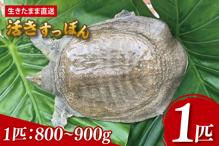 【生きたまま直送】活きすっぽん 1匹 800g～900g｜すっぽん スッポン 養殖 コラーゲン コラーゲンたっぷり 低カロリー 美容 健康 １匹 送料無料 豊見城市産 沖縄県(CS001)