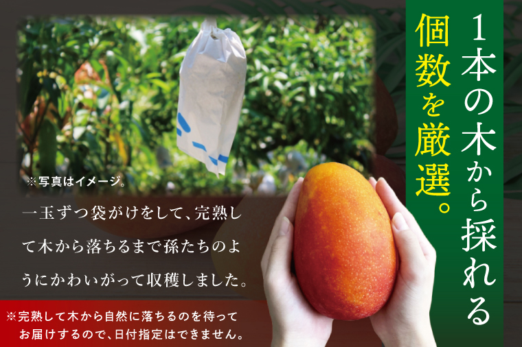 【2026年7月より順次発送】豊見城産マンゴー『殿内之宝(どぅんちのたから)』約1.5kg(ご家庭用)｜マンゴー フルーツ 果物 くだもの 先行予約 完熟マンゴー 沖縄フルーツ 家庭用 おきなわ 沖縄 沖縄県 豊見城市(DR005)