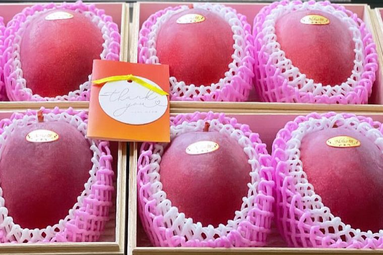 【2026年6月下旬より順次発送】★数量限定★沖縄県最優秀県知事賞に3度輝いた！★桐箱★沖縄マンゴー大玉 約1kg(約500g×2玉)｜マンゴー フルーツ 果物 くだもの 先行予約 贈り物 プレゼント お土産 ギフト 贈答用 沖縄 おきなわ 沖縄県 豊見城市(BV004)