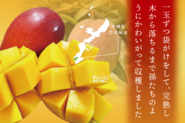 【2026年7月より順次発送】豊見城産マンゴー『殿内之宝(どぅんちのたから)』約1.5kg(ご家庭用)｜マンゴー フルーツ 果物 くだもの 先行予約 完熟マンゴー 沖縄フルーツ 家庭用 おきなわ 沖縄 沖縄県 豊見城市(DR005)