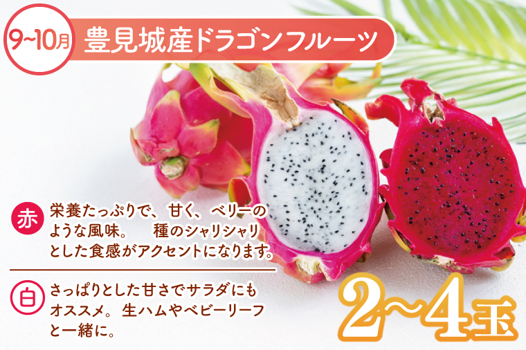 【6回定期便】人気！沖縄フルーツ定期便(年6回)｜フルーツ 果物 くだもの マンゴー キーツマンゴー アップルマンゴー パッションフルーツ スターフルーツ ドラゴンフルーツ バナナ 完熟 沖縄フルーツ 沖縄 沖縄県 豊見城市 人気 名護パイン園 定期便 送料無料(AC020)