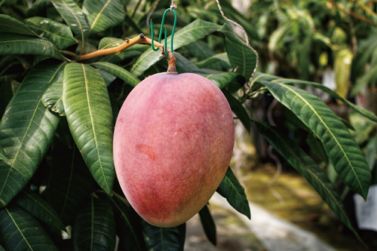 【2026年6月下旬より順次発送】★訳あり★沖縄県豊見城市産アップルマンゴー 約2kg｜マンゴー アップルマンゴー 訳あり わけあり フルーツ くだもの 果物 先行予約 数量限定 おきなわ 沖縄 沖縄フルーツ 豊見城市(DJ002)