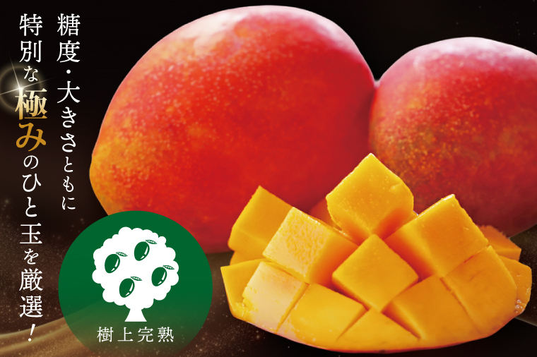 【2026年7月より順次発送】豊見城産マンゴー『殿内之宝(どぅんちのたから)・極』約2kg｜マンゴー フルーツ 果物 くだもの 先行予約 完熟マンゴー 沖縄フルーツ おきなわ 沖縄 沖縄県 豊見城市(DR003)