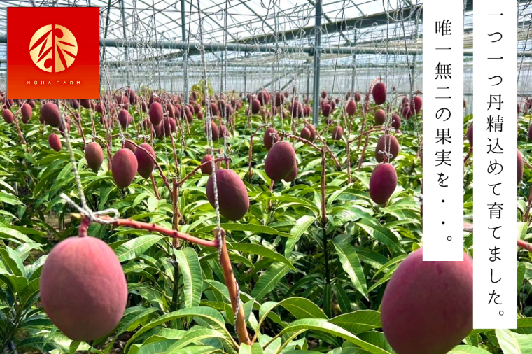 【2026年6月下旬より順次発送】★数量限定★沖縄県最優秀県知事賞に3度輝いた！★桐箱★沖縄マンゴー大玉 約1kg(約500g×2玉)｜マンゴー フルーツ 果物 くだもの 先行予約 贈り物 プレゼント お土産 ギフト 贈答用 沖縄 おきなわ 沖縄県 豊見城市(BV004)