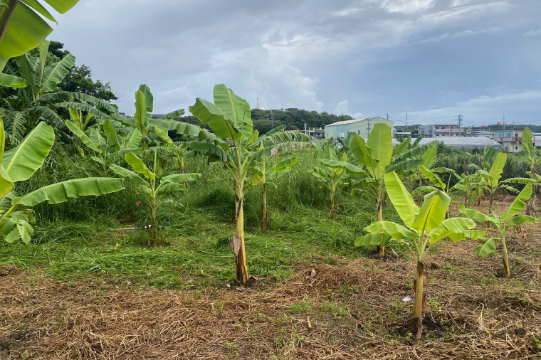 黄金バナナ、パパイヤ、パパイヤシリシリ詰め合わせセット｜沖縄県 豊見城市 ふるさと納税 沖縄 フルーツ 果物 くだもの バナナ ばなな 黄金バナナ パパイヤ パパイヤシリシリ セット 詰め合わせ 南国 有機無農薬 おきなわ 沖縄フルーツ(CF003)