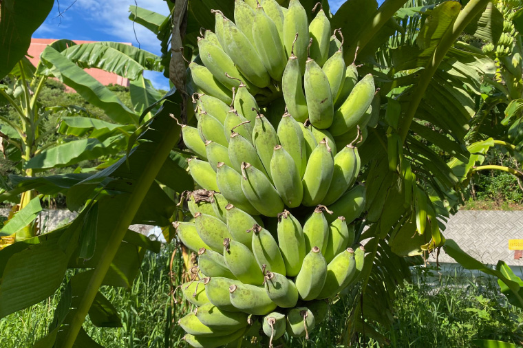 黄金バナナ、パパイヤ、パパイヤシリシリ詰め合わせセット｜沖縄県 豊見城市 ふるさと納税 沖縄 フルーツ 果物 くだもの バナナ ばなな 黄金バナナ パパイヤ パパイヤシリシリ セット 詰め合わせ 南国 有機無農薬 おきなわ 沖縄フルーツ(CF003)