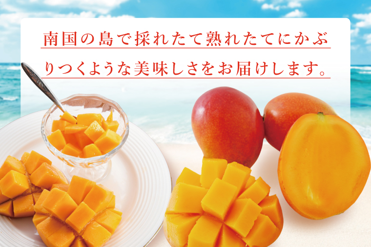 【2026年7月より順次発送】豊見城産マンゴー『殿内之宝(どぅんちのたから)・極』約1.5kg｜マンゴー フルーツ 果物 くだもの 先行予約 完熟マンゴー 沖縄フルーツ おきなわ 沖縄 沖縄県 豊見城市(DR002)