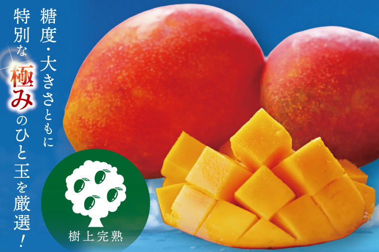 【2026年7月より順次発送】豊見城産マンゴー『殿内之宝(どぅんちのたから)』約2kg(ご家庭用)｜マンゴー フルーツ 果物 くだもの 先行予約 完熟マンゴー 沖縄フルーツ 家庭用 おきなわ 沖縄 沖縄県 豊見城市(DR006)