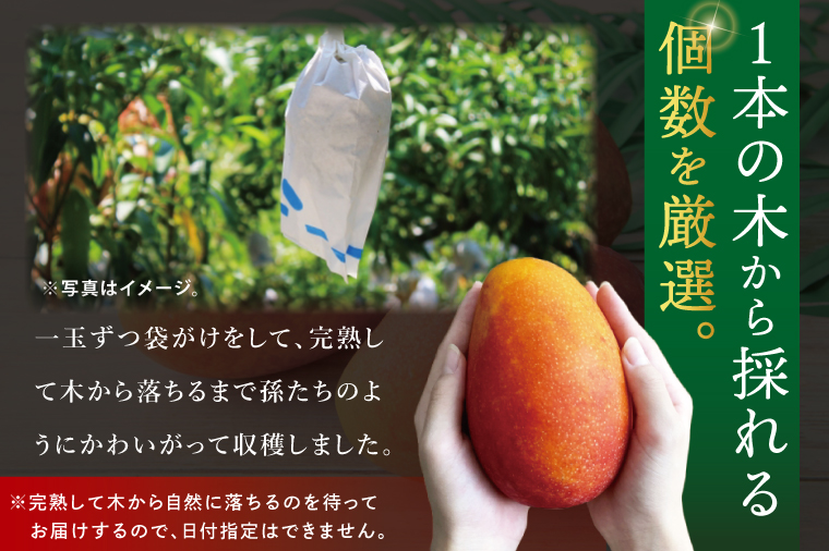 【2026年7月より順次発送】豊見城産マンゴー『殿内之宝(どぅんちのたから)・極』約1.5kg｜マンゴー フルーツ 果物 くだもの 先行予約 完熟マンゴー 沖縄フルーツ おきなわ 沖縄 沖縄県 豊見城市(DR002)