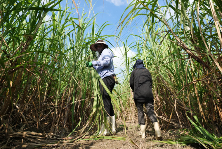 ãŠãŒãžæãææãäžç·èŽå·»ãïŒããããŠããŒããŒïŒïœãŠãŒãž ãŠãŒãžæã äžç· äžç·èŽå·»ã ããã æç© äŒçµ± ãããªã æ²çž æ²çžç è±èŠååž(AI003)