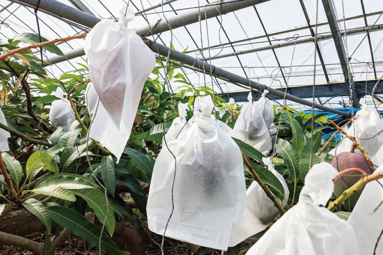 【2026年6月下旬より順次発送】★訳あり★沖縄県豊見城市産アップルマンゴー 約2kg｜マンゴー アップルマンゴー 訳あり わけあり フルーツ くだもの 果物 先行予約 数量限定 おきなわ 沖縄 沖縄フルーツ 豊見城市(DJ002)