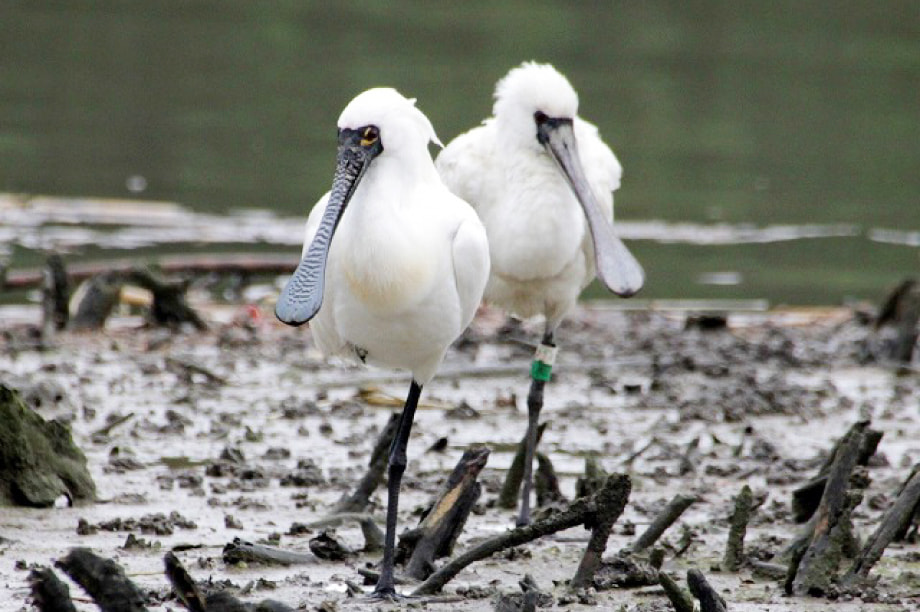 ç°å¢ã«åªããäœã¿ãããŸã¡ã¥ãã