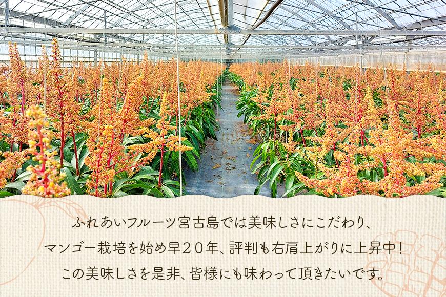 ïŒ2026幎å€çºéïŒãå®¶åºçšãæ¿ããŸïŒå®®å€å³¶ç£ã¢ããã«ãã³ãŽãŒ1kg(2ïœ3ç)ãµããããã«ãŒãå®®å€å³¶(FA01)