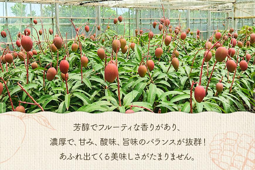 ïŒ2026幎å€çºéïŒãå®¶åºçšãæ¿ããŸïŒå®®å€å³¶ç£ã¢ããã«ãã³ãŽãŒ1kg(2ïœ3ç)ãµããããã«ãŒãå®®å€å³¶(FA01)