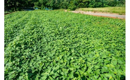 ãçŽ
ã€ãã€ã¢ããã£ãšããšçãçŒãäžããå®®å€å³¶ç£çŽ
èã®çŒãèïŒIM01ïŒ