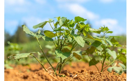 ãçŽ
ã€ãã€ã¢ããã£ãšããšçãçŒãäžããå®®å€å³¶ç£çŽ
èã®çŒãèïŒIM01ïŒ