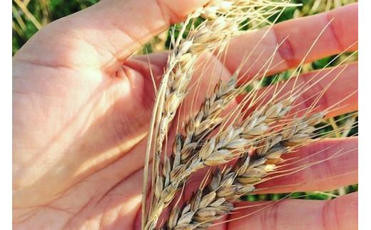 みやこのシフォンケーキ　2箱（12カット）（HB008）