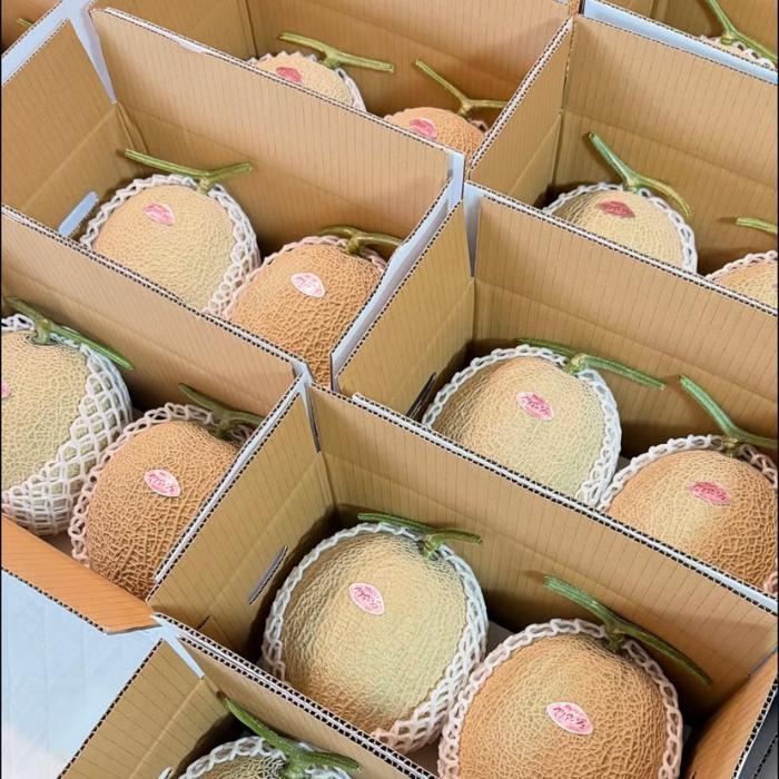 【とみお農園｜農家直送】宮古島産 赤肉メロン 1玉（2kg以上・糖度14度以上）2026年春発送（TN03）