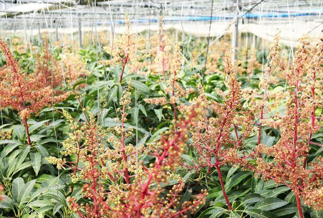 æ²çžå®®å€å³¶ç£ ãã¬ãã¢ã ãã³ãŽãŒããã³ãŽãŒè³å®ïŒãã»ãïŒãïŒççãã«ã·ã§ïŒ