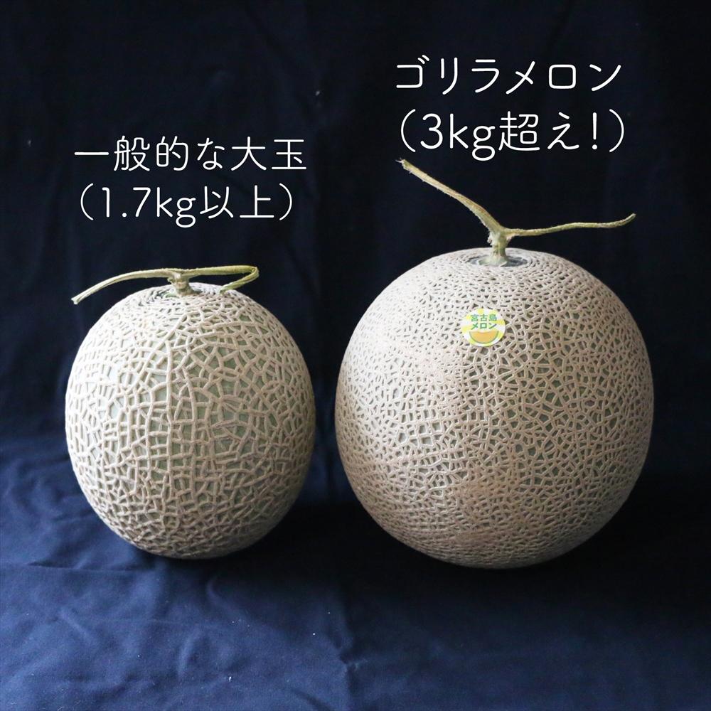 【限定品】沖縄宮古島産　ゴリラメロン　1玉（3kg超え） ＜琉球マルシェ＞