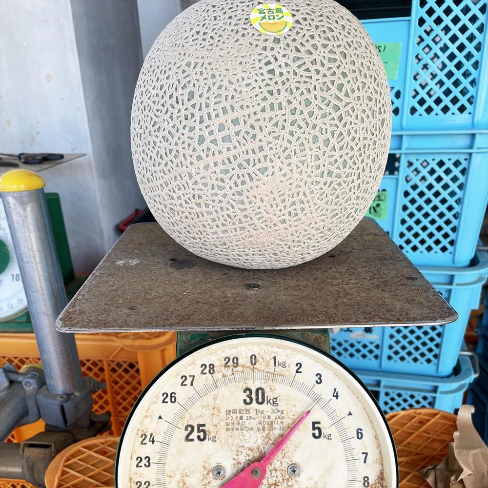 【限定品】沖縄宮古島産　ゴリラメロン　1玉（3kg超え） ＜琉球マルシェ＞