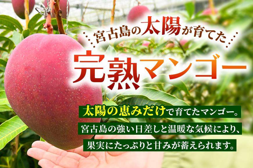【贈答用】宮古島産マンゴー1kg ＜リトルグローブ＞（LT001）