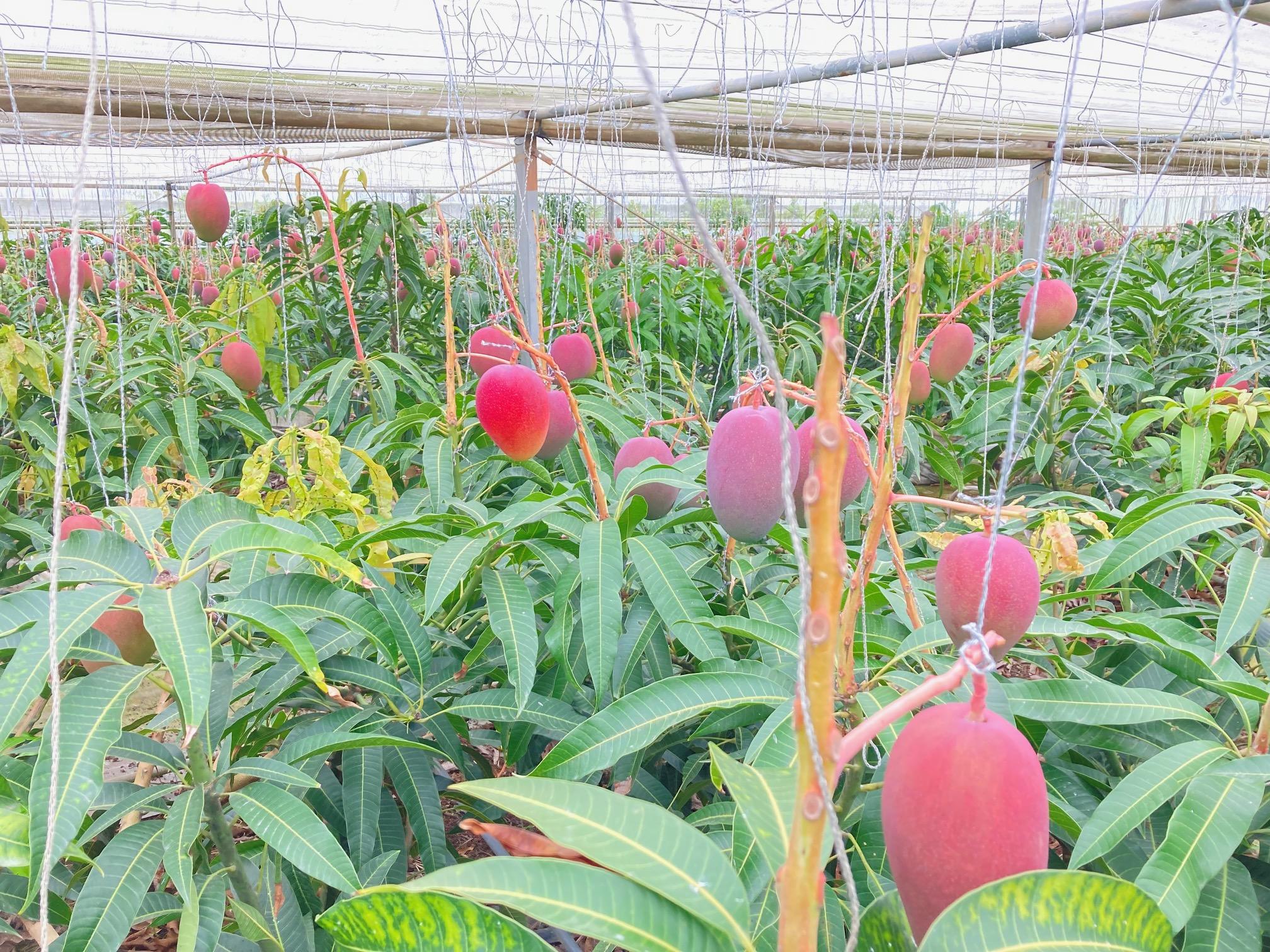 【贈答用】宮古島産マンゴー1kg ＜リトルグローブ＞（LT001）