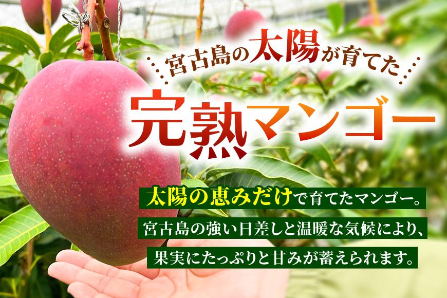 【贈答用】宮古島産マンゴー2kg ＜リトルグローブ＞（LT002）