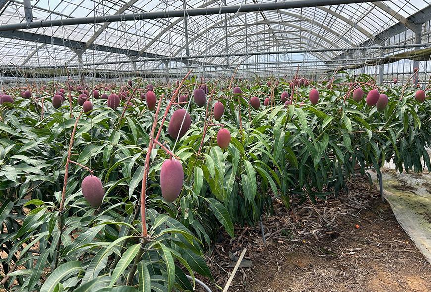 【贈答用】宮古島産マンゴー2kg ＜リトルグローブ＞（LT002）