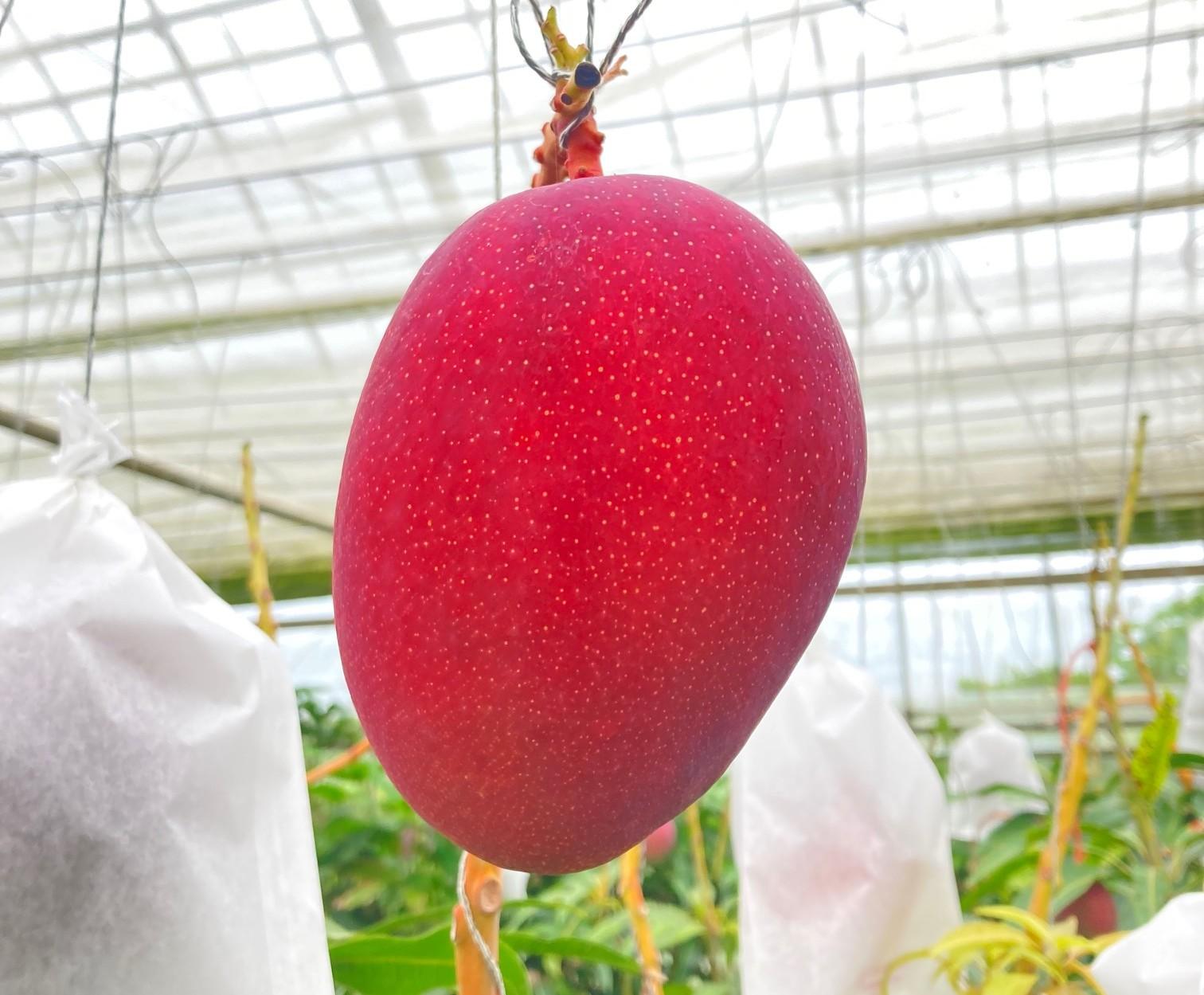 【家庭用】宮古島産マンゴー1kg ＜リトルグローブ＞（LT003）