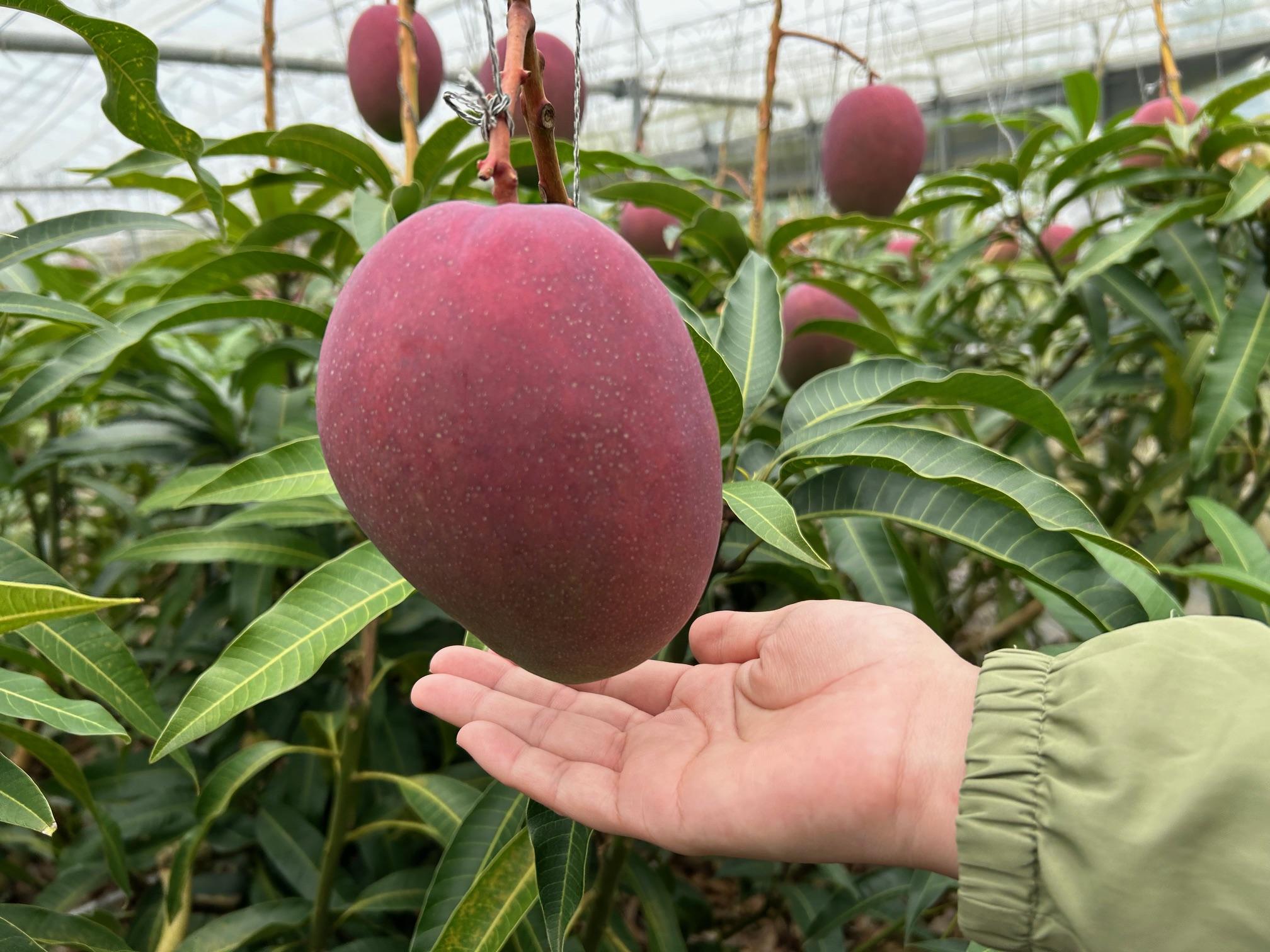 【家庭用】宮古島産マンゴー1kg ＜リトルグローブ＞（LT003）