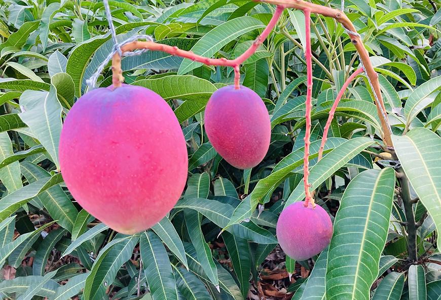 ãå®¶åºçšãå®®å€å³¶ç£ãã³ãŽãŒ2kg ïŒãªãã«ã°ããŒãïŒïŒLT004ïŒ