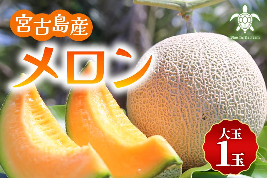 宮古島産赤肉メロン 大玉1玉（2kg以上）【ブルータートルファーム】（DC012）