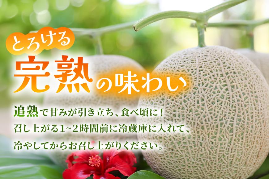 宮古島産赤肉メロン 大玉1玉（2kg以上）【ブルータートルファーム】（DC012）