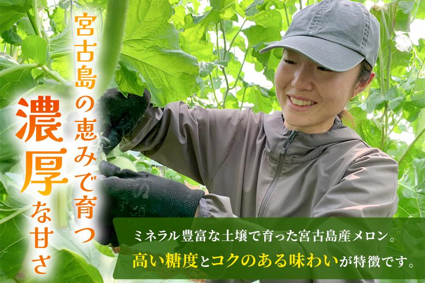 宮古島産赤肉メロン 大玉1玉（2kg以上）【ブルータートルファーム】（DC012）